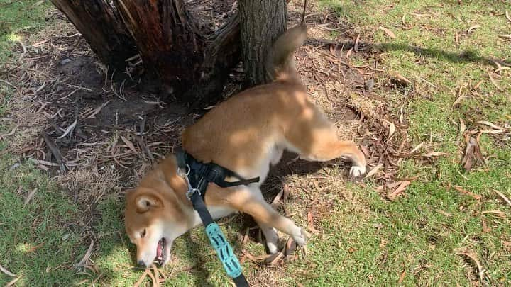 Shibainu Pontaのインスタグラム