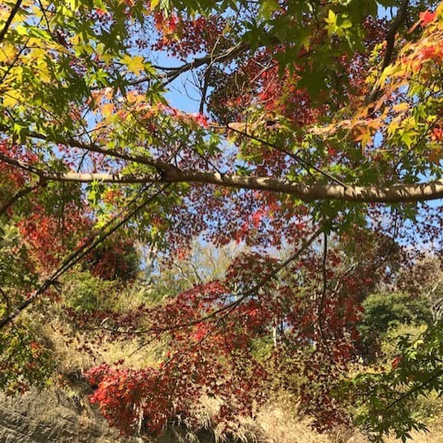 岡まゆみさんのインスタグラム写真 - (岡まゆみInstagram)「「山紫水明」中島瞻風先生の書。北鎌倉円覚寺にて、般若心経を唱え心鎮め書道のお稽古。美しい自然も健康な心とからだでいなければ、素直に愛でることはできない。どうぞお身体大切にして、のびのびと笑い肩を叩きあう日が来ますように！#北鎌倉円覚寺＃書道#中島瞻風先生#鉢の木お弁当#たねや#静岡もなか#紅葉#山紫水明#岡まゆみ」11月27日 9時20分 - okamayumidesu