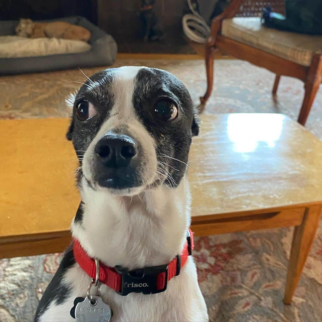 ダン・ブカティンスキーさんのインスタグラム写真 - (ダン・ブカティンスキーInstagram)「“Is it PeCAN ? Or PEEcan?” Uhhhhh..... Happy Thanksgiving all!」11月27日 9時21分 - danbucatinsky