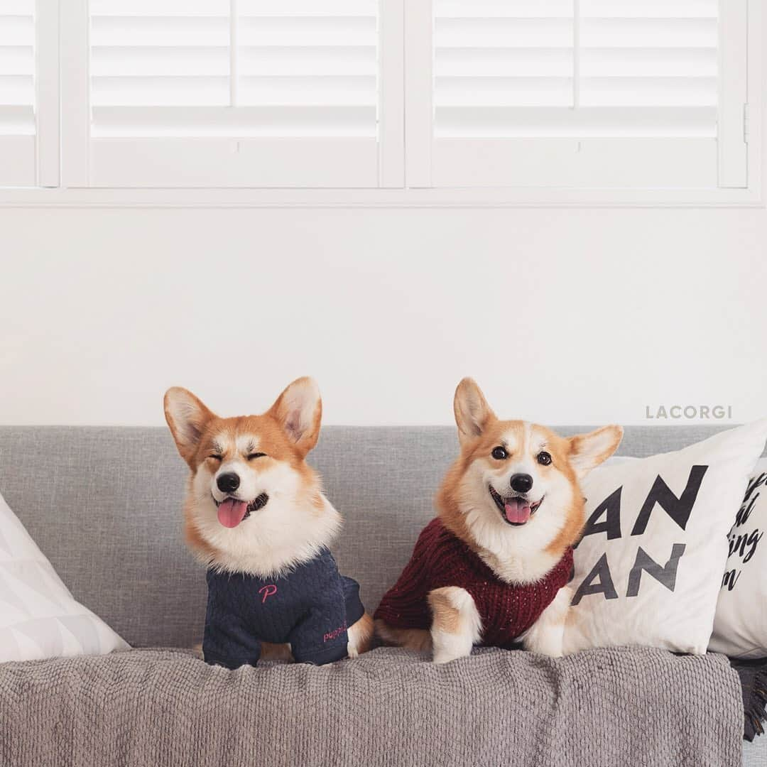 Geordi La Corgiさんのインスタグラム写真 - (Geordi La CorgiInstagram)「Happy Thanksgiving friends! 📣 We are doing a giveaway of our new clear vinyl houseplant corgi stickers!⁣⁣ ⁣⁣ To enter, tag a friend in the comments. We will announce 10 winners tomorrow in our IG stories! ☺️」11月27日 9時30分 - lacorgi