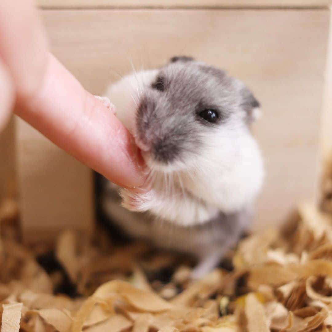 hamster_mocoのインスタグラム