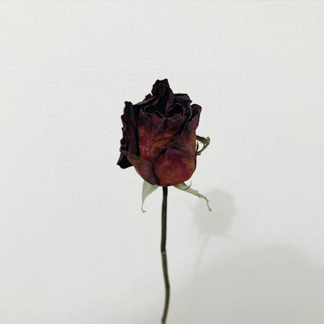 池田愛のインスタグラム：「🥀」
