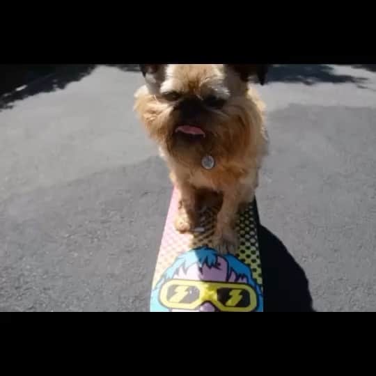 Digby & Aloのインスタグラム：「Guess who’s on TikTok! Same username, give us a follow 👏🏻」