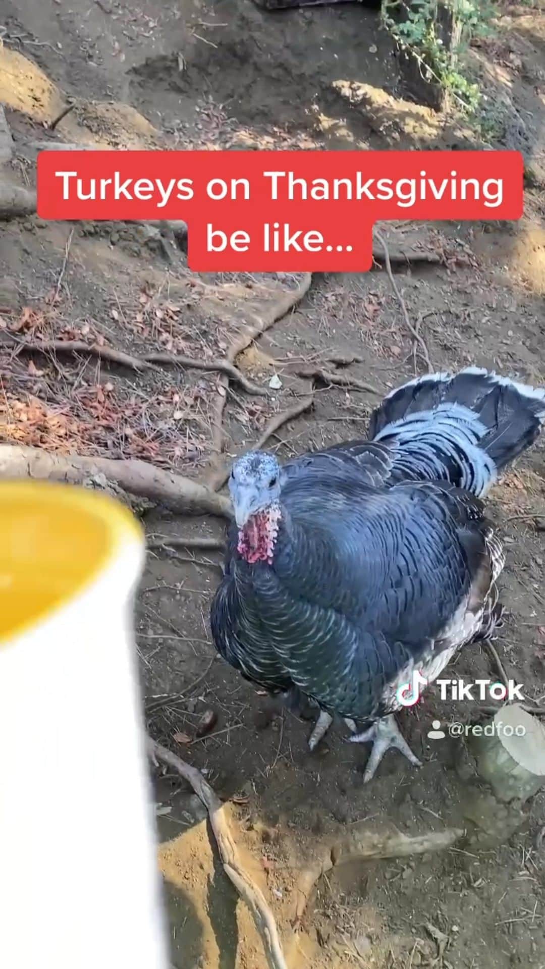 レッドフーのインスタグラム：「Turkeys in Thanksgiving be like.... #thanksgiving #friendsgiving」