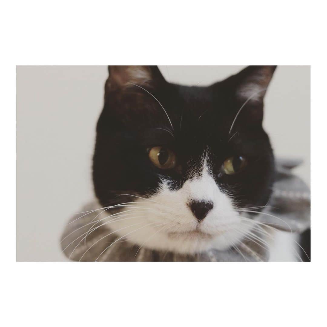 こむぎのインスタグラム：「* かわゆいぶーちゃん 昨日トライアルへ出発しました！😭👏✨ 1〜2枚目は我が家で記念撮影🤗 グレーのザビエルが似合うなぁ。 3〜4枚目は里親さん宅でドキドキのぶどうくん😂 なんか表情がどことなく不安そう？😂 ぶどうくんは本当に表情豊かな猫ちゃんです〜🤣  でもちゃんとおトイレも出来てカリカリも少量だけど食べてくれているとのことでまずまず大丈夫そう🤗✨ ゆっくり頑張って💪✨✨  明日はいよいよけいくんのお見合いです！ 明後日はくろくんまがりくんの搬送！ 毎日なんだかんだバタバタしています〜あと一踏ん張りがんばるぞ💨 #今日の我が家の米津さん #ザビエル首輪 #ザビエラー #岐阜多頭崩壊レスキュー   寂しさ大爆発中ですが、ぶどうくんが幸せになるために頑張っているんだと思うと、仮のかあちゃんも頑張ろうと思うよ🤣」