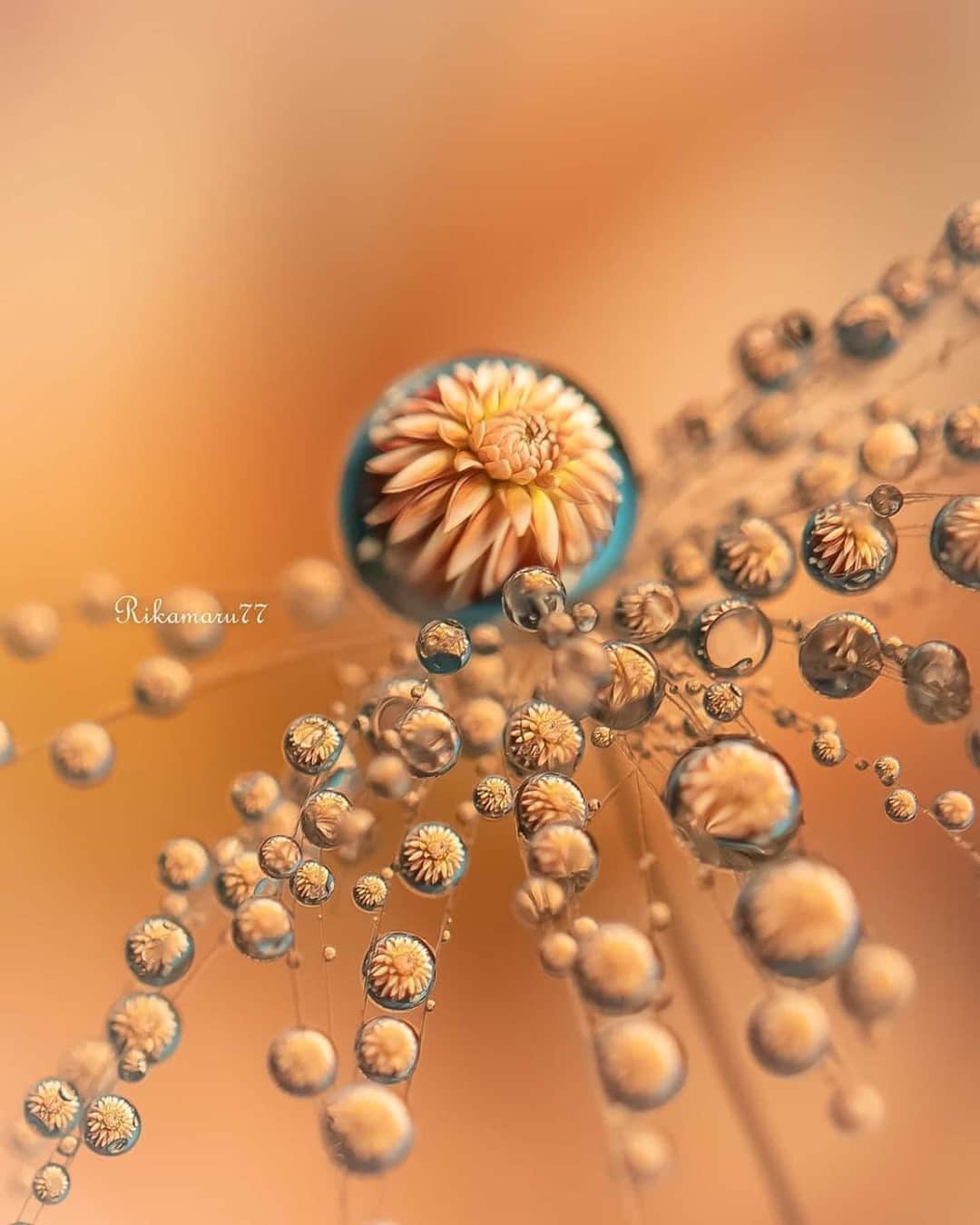 花の写真館のインスタグラム：「Photo by @rikamaru77.⠀ https://instagram.com/rikamaru77/⠀ .⠀ Original Post[投稿いただいたURL]⠀ https://www.instagram.com/p/B7hLuSTAOTQ/⠀ .⠀ 本アカウントは、 #私の花の写真 をつけてInstagramに投稿された皆さまの花の写真や、「花の写真館」Facebookページで投稿された花の写真を紹介します。⠀ 「花の写真館」Facebookページは、「 @floral.photograph 」のプロフィールにあるURLからご覧ください。⠀ .⠀ ※各自、政府、自治体など公的機関の指示に従った行動をお願いします。⠀⠀ 東京カメラ部および分室では、写真を「見る楽しみ」を提供することを通して、微力ながら皆様にわずかな時間でも癒しをお届けしたいと思っております。⠀ ※本アカウントは東京カメラ部がFacebook、Instagramのサービスを利用して運営しているもので、Facebook社・Instagramとは一切関係ありません。⠀ .⠀ #花の写真館 #floralphotograph #floralphoto #flower #flowers⠀ Follow: @floral.photograph」