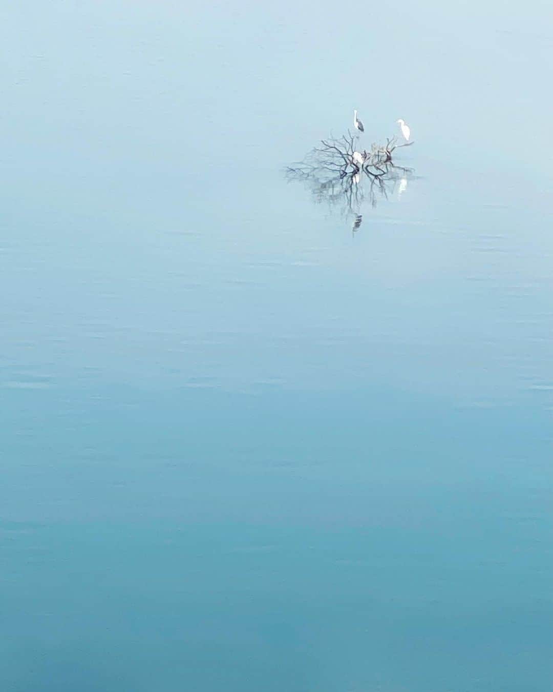 maco_kirahviのインスタグラム：「My nature shot💙 Have a great weekend everyone 🙋🏻‍♀️ ・ ・ ・ #minimalism  #minimal  #shootoniphone」