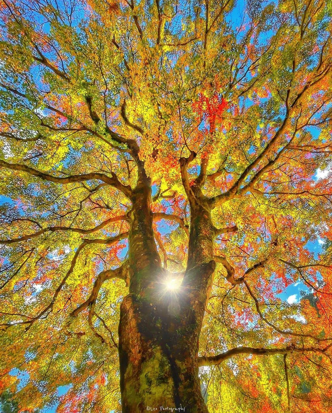 leo7000のインスタグラム：「相棒がiPhone12proに替わりました‼️📱✨ 先日の紅葉を超広角で1枚🍂🍁 皆さん、素敵な週末を〜♪ 🍺🍺✨  11/22 神奈川県　最乗寺」