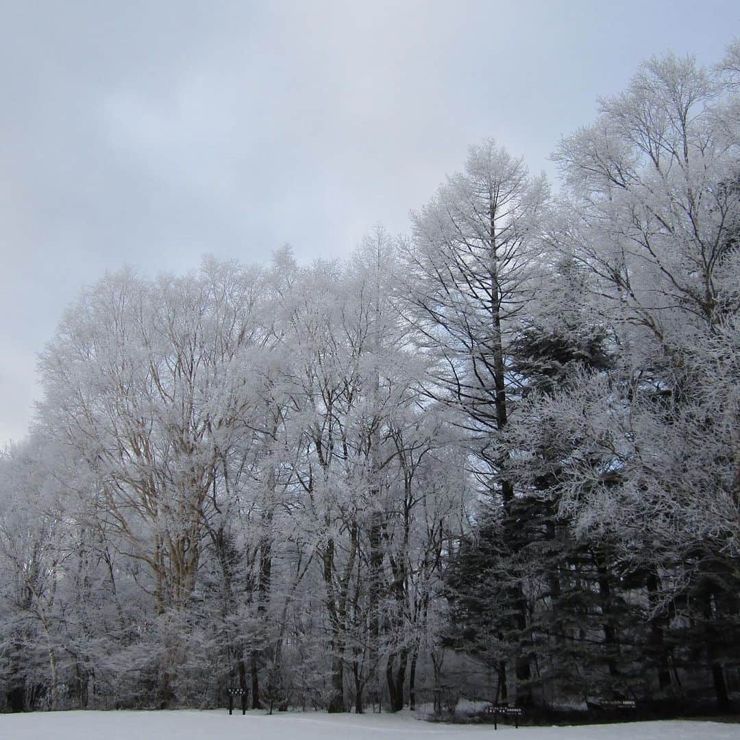 【公式】八ヶ岳高原ロッジ・八ヶ岳高原音楽堂さんのインスタグラム写真 - (【公式】八ヶ岳高原ロッジ・八ヶ岳高原音楽堂Instagram)「﻿ もうすぐ、自然郷の醍醐味の一つである美しい霧氷の季節がやってきます。﻿  ﻿ 霧氷は、気温が氷点下の時に霧粒が風で木などに吹き付けられ、凍結してできる氷です。 ﻿ その氷によって木に白い花が咲いているように見える、気温や風の条件が整った時にしか現れない貴重な自然現象です。﻿  ﻿ ﻿ 八ヶ岳の冬は晴れていることが多いので、霧氷が太陽の光にあたってキラキラと輝く様が幻想的でとても美しいです。﻿ ですが、その煌めきは気温が上がる昼頃には溶けてしまう儚い景色です。﻿ ﻿ 霧氷を見れるのはこの時期だけ。見れた方はラッキーですよ！ ﻿ ぜひ自然郷で貴重な体験をしてみませんか？﻿  ﻿  ﻿ ﻿ ﻿ ﻿ #八ヶ岳高原ロッジ #八ヶ岳高原 #長野ホテル #リゾートホテル #長野県 #八ヶ岳高原海の口自然郷 #霧氷 #自然現象 #きれいな景色 #雪景 #幻想的 #景色 #美しい #風物詩 #醍醐味 #冬の花 #冬の空 #冬の景色 #冬の楽しみ #冬の始まり #冬の訪れ #冬が好き #冬が来る #冬がはじまるよ  #自然が好き #自然が好きな人と繋がりたい #自然の美しさ #自然の恵み #自然好きな人と繋がりたい #自然風景 ﻿」11月27日 20時00分 - yatsugatake_kogen_lodge