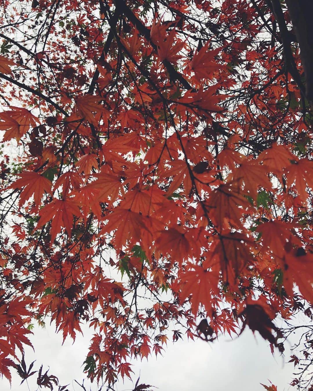 尾形沙耶香さんのインスタグラム写真 - (尾形沙耶香Instagram)「#beautifulautumn 🍂」11月27日 20時05分 - sayakaogata