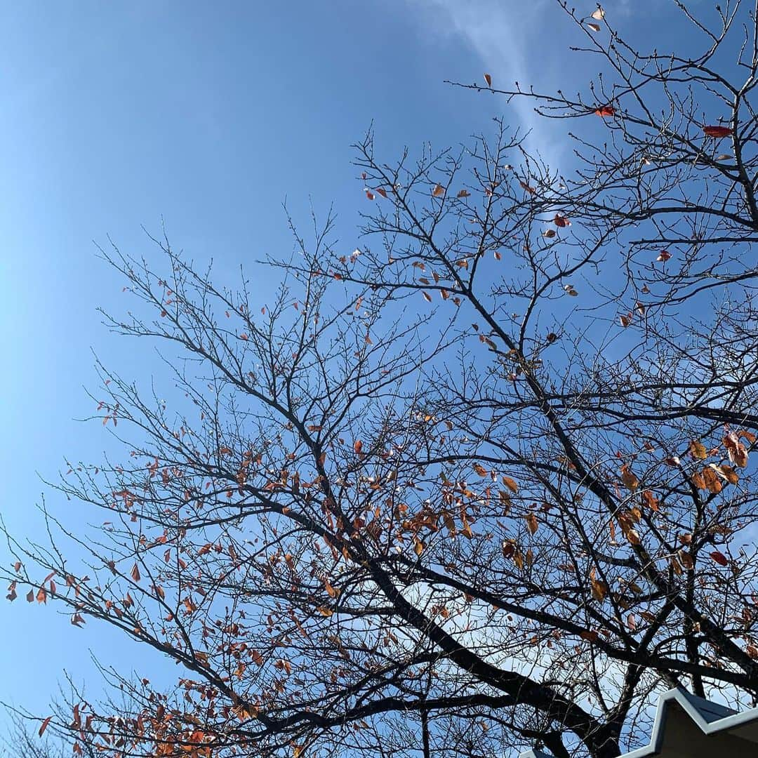 長谷川美月さんのインスタグラム写真 - (長谷川美月Instagram)「いつかの空といつかの撮影🍂🌰🍁🍠」11月27日 20時19分 - mxx.____29