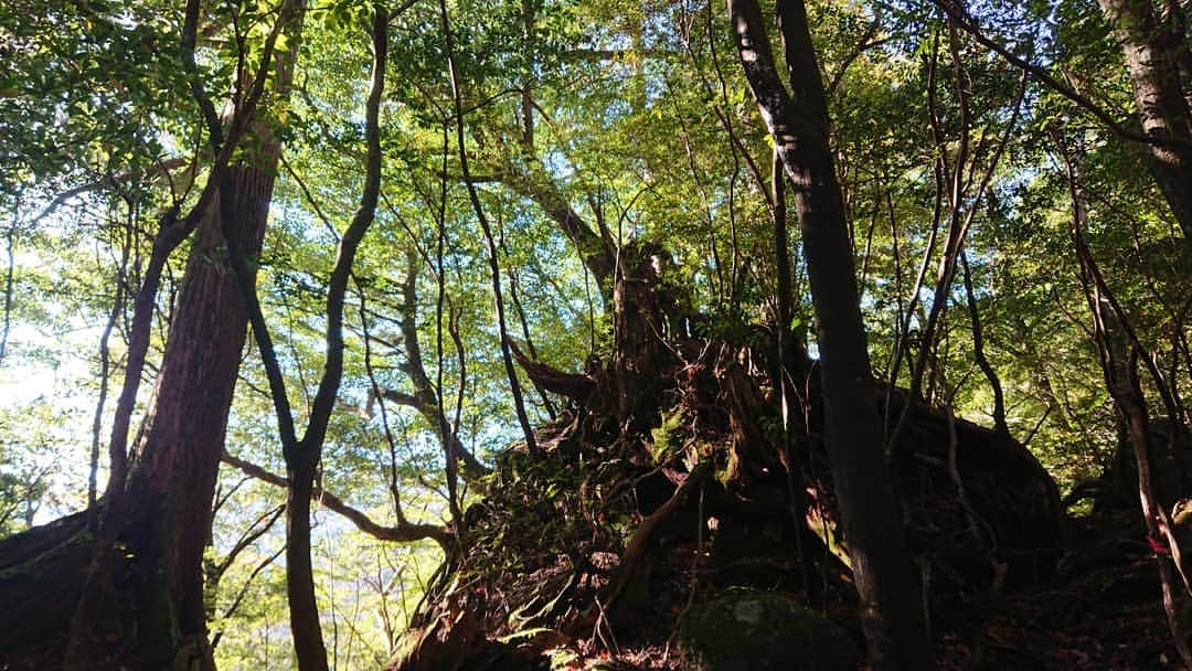 桜花さんのインスタグラム写真 - (桜花Instagram)「屋久島の森は本当に奥深かった、、！  目を閉じると今も鮮やかに  緑の世界が広がります✨  屋久島また行きたいです🌷  #屋久島  #緑  #苔の森」11月27日 20時44分 - mountainohka