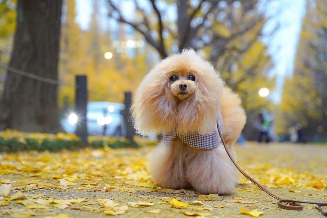 Toypoodle Mikuru?Asakusa Tokyoのインスタグラム：「20201127 Friday. 📍外苑前いちょう並木  トリミング帰り。 みくるのコンディションMAX最高💖 しかし、銀杏はハゲ散らかしておりました😰  今年は散り際が早いのでしょうかね？ 私が湯沢で酒盛りしてる間に最盛期は終わり落葉となってました。  しかも４時30分くらいに着いたので、すぐ日が沈み真っ暗🤣 明るいレンズ持っていってよかった〜  が  背景がシルエットしか写んない🤣🤣🤣 30分もしないうちに撃沈したわ🥲  残りは後日にで...も...... え？禿げ散らかし並木はいりませんか？🥲  #外苑前いちょう並木 #ハゲ散らかし #トリミングしたて」
