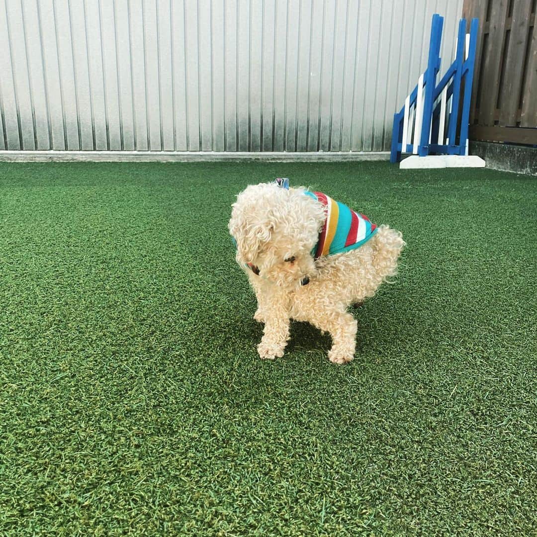 チャチャ丸のインスタグラム：「🙋🏻‍♂️「あっ！そのポーズは・・・」 🦮「今は撮影しないでもらえる・・」 📸「カシャッ」 🦮「💢💢💢」 . #パパのバカ#バカなパパ#パパはバカ #言い過ぎたかも#恥ずかしい#やめて #照れる#撮影禁止#stop #トイプードル#toypoodle#pet #プードル#うんち#💩#ng」