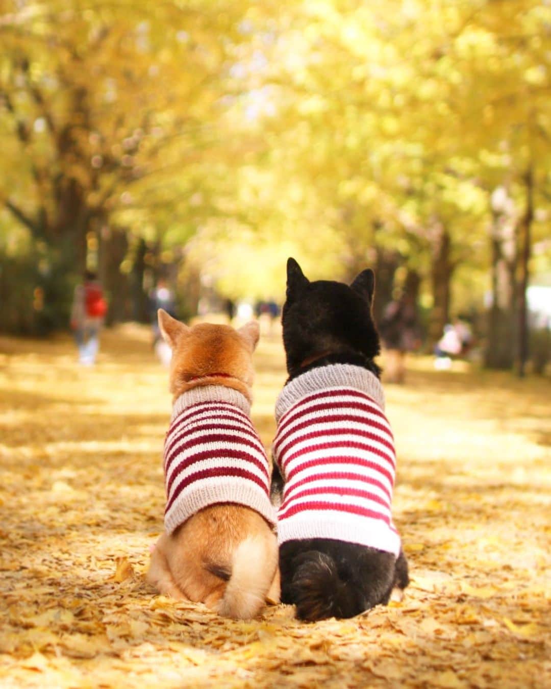 のインスタグラム：「🐶💛🐶  識別できる色が少ないわんこたちですが 黄色はみえる色なのだそうです💛  けんゆりにもこの黄色の世界が 見えていたんだと思うとうれしいなぁ☺️ . . 今週もおつかれさまでした♨️ そんなおつかれのあなたに我が職場でのおもしろ話を〜。  90代にしてブランド品を常に身につけてる スーパーマダムな入居者さんが 「私、靴はフェラガモしか履かないの👠」と 食堂のテーブルで話していたところ、 私と同じ一般ピープルな入居者さんが 「それ、なんの鳥🦆？」って真顔で聞き返してて もうおかしくってお腹がよじれそうになりました🤣🤣🤣 . . Location:Tokyo (けんゆりおもひで秋photo🍁より)」