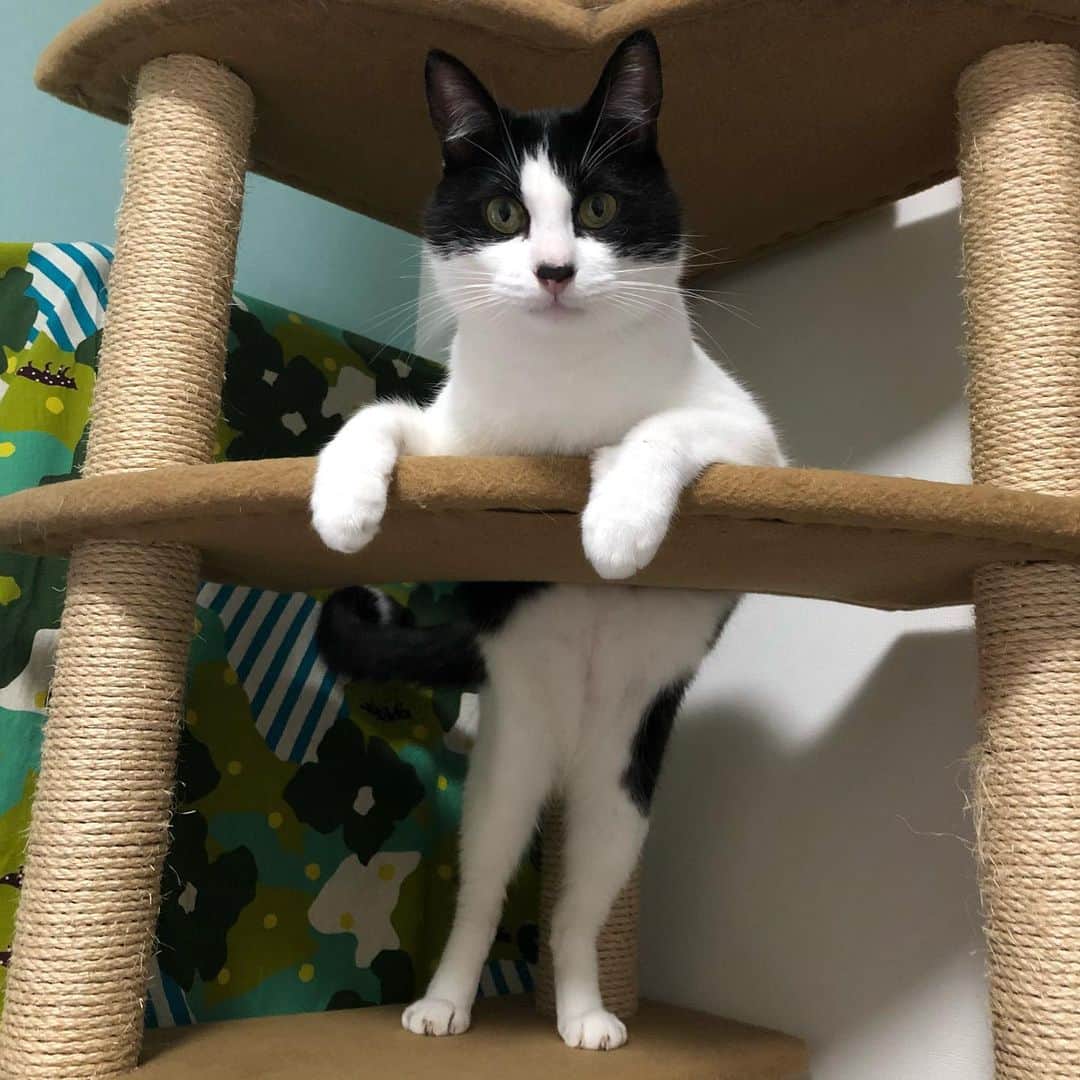 ぽんずのインスタグラム：「何かがオカシイ  #ねこ#猫#cat#猫好き#親バカ#はちわれ#ハチワレ#はちわれ猫#ハチワレ猫#白黒猫部#にゃんすたぐらむ#ilovecat#猫大好き#うちの猫自慢#白黒猫 #我が家のぽんずくん #ちゅーちゅー妖怪」