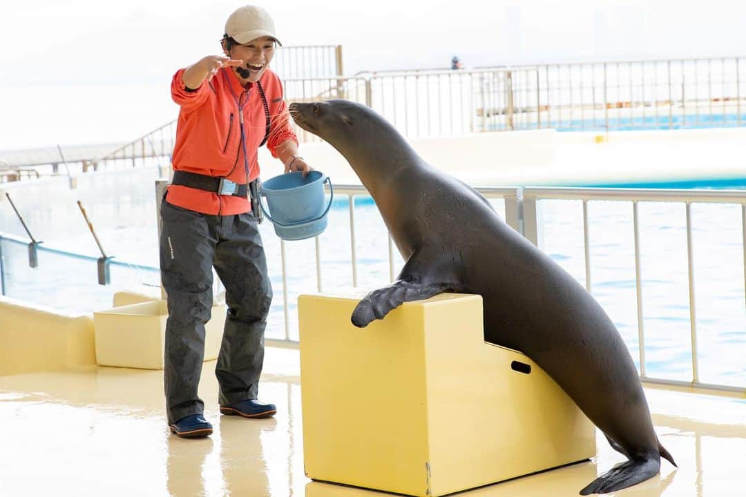 【公式】福岡ECO動物海洋専門学校さんのインスタグラム写真 - (【公式】福岡ECO動物海洋専門学校Instagram)「先日、卒業生に会いに #マリンワールド海の中道 へ #ラッコ の飼育員の卒業生をパシャり🦦📸  そしてなんと‼️ 卒業生たちが急遽、アシカショーに登場してくれました😆  粋なはからい✨ さすがプロのトレーナーですね😉 #福岡eco #福岡eco動物海洋専門学校 #海獣 #海獣トレーナー #水族館 #アシカショー #アシカ #卒業生」11月27日 12時00分 - fukuokaeco