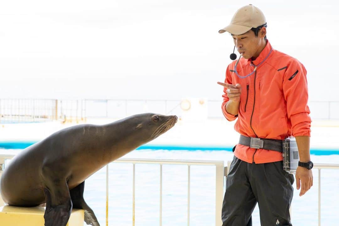 【公式】福岡ECO動物海洋専門学校さんのインスタグラム写真 - (【公式】福岡ECO動物海洋専門学校Instagram)「先日、卒業生に会いに #マリンワールド海の中道 へ #ラッコ の飼育員の卒業生をパシャり🦦📸  そしてなんと‼️ 卒業生たちが急遽、アシカショーに登場してくれました😆  粋なはからい✨ さすがプロのトレーナーですね😉 #福岡eco #福岡eco動物海洋専門学校 #海獣 #海獣トレーナー #水族館 #アシカショー #アシカ #卒業生」11月27日 12時00分 - fukuokaeco