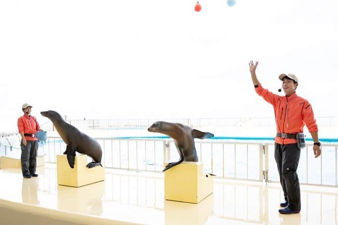 【公式】福岡ECO動物海洋専門学校さんのインスタグラム写真 - (【公式】福岡ECO動物海洋専門学校Instagram)「先日、卒業生に会いに #マリンワールド海の中道 へ #ラッコ の飼育員の卒業生をパシャり🦦📸  そしてなんと‼️ 卒業生たちが急遽、アシカショーに登場してくれました😆  粋なはからい✨ さすがプロのトレーナーですね😉 #福岡eco #福岡eco動物海洋専門学校 #海獣 #海獣トレーナー #水族館 #アシカショー #アシカ #卒業生」11月27日 12時00分 - fukuokaeco