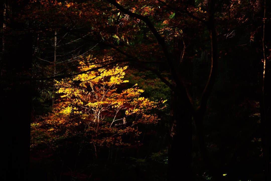 いぶくろ聖志さんのインスタグラム写真 - (いぶくろ聖志Instagram)「黄金の木  #camera #japan #a7iii」11月27日 11時57分 - b.smpl