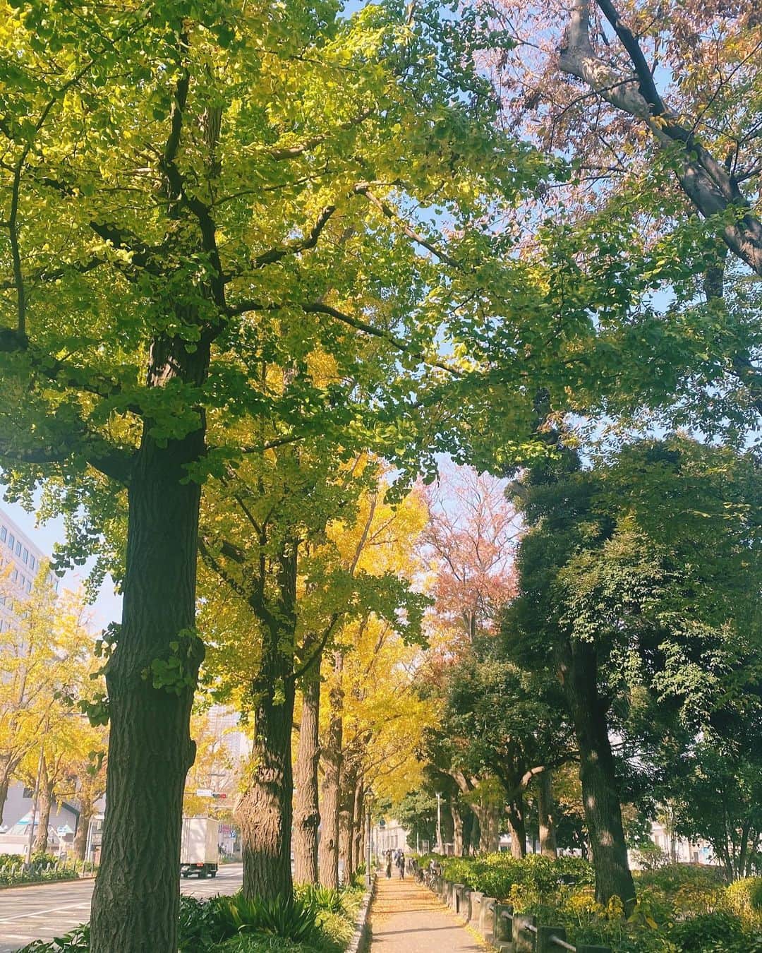 横浜ロイヤルパークホテルのインスタグラム：「ホテルに宿泊した翌日は、山下公園通りのイチョウ並木へ。12月上旬まで見頃です。」