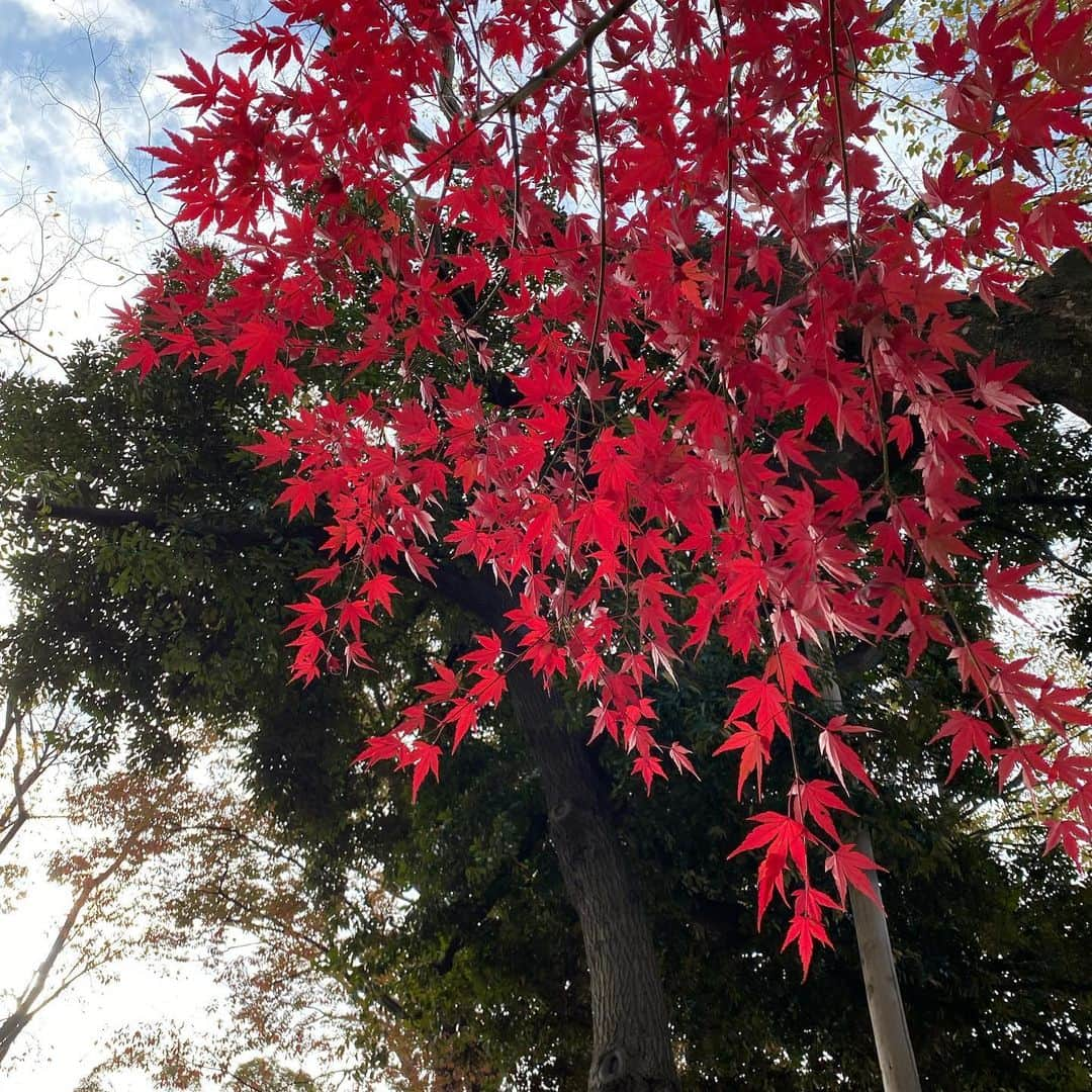 魔女菅原さんのインスタグラム写真 - (魔女菅原Instagram)「氷川神社内の撮影は3日前までに許可が必要だったのでこれはその帰りに撮ったもの。からくれなゐにみつくくるとは　を連想するような紅葉でした🍁。  #氷川神社　#紅葉　#魔女菅原」11月27日 12時09分 - hatsuyosugawara