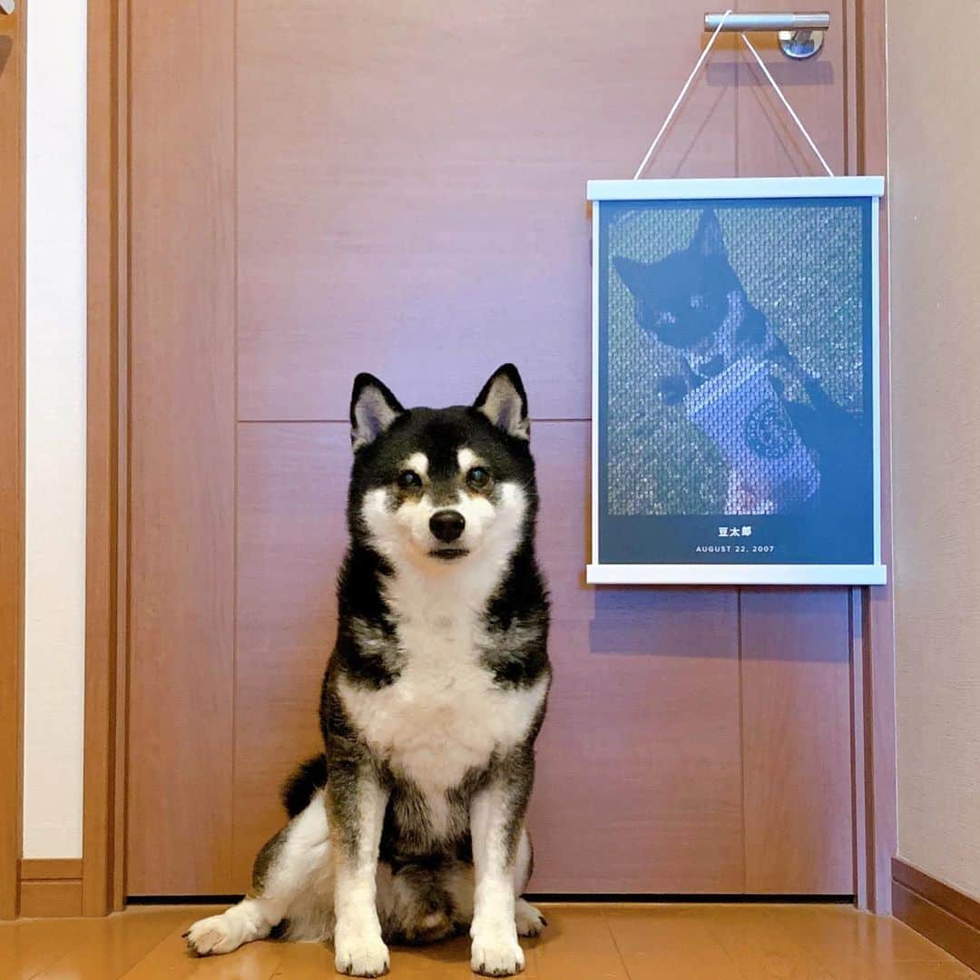 のインスタグラム：「豆太郎のポスター🐾﻿ アスキーアートな豆太郎ポスターですっ🐕﻿ アップすると「豆太郎」って文字がっ🔍﻿  @mapiful - Mapiful.comでは、制作者の思い通りに北欧デザインをカスタマイズし、その人にとって大切な場所や時間を記念するタイムレスなウォールアートを制作できます。﻿ ﻿ - 只今、すべて 20 %割引。自分と愛する人に最高の思い出を伝えるプリントをプレゼントしましょう。 ﻿ 1枚目の写真が30×40cmのポスターにホワイトハンガーの組み合わせです。﻿ 2枚目はスマホからオーダーした時の完成イメージをスクショ。﻿﻿ ﻿ #mapiful #mapifuljapan #pr﻿ #ウォールアート #アートポスター﻿ #テキストアート #アスキーアート﻿ #モデル犬 #オファーお待ちしております」