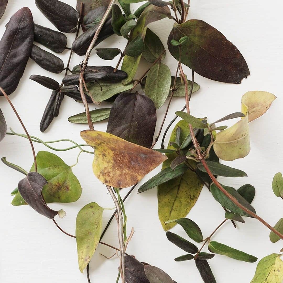 ヒラハルのグルメインスタ