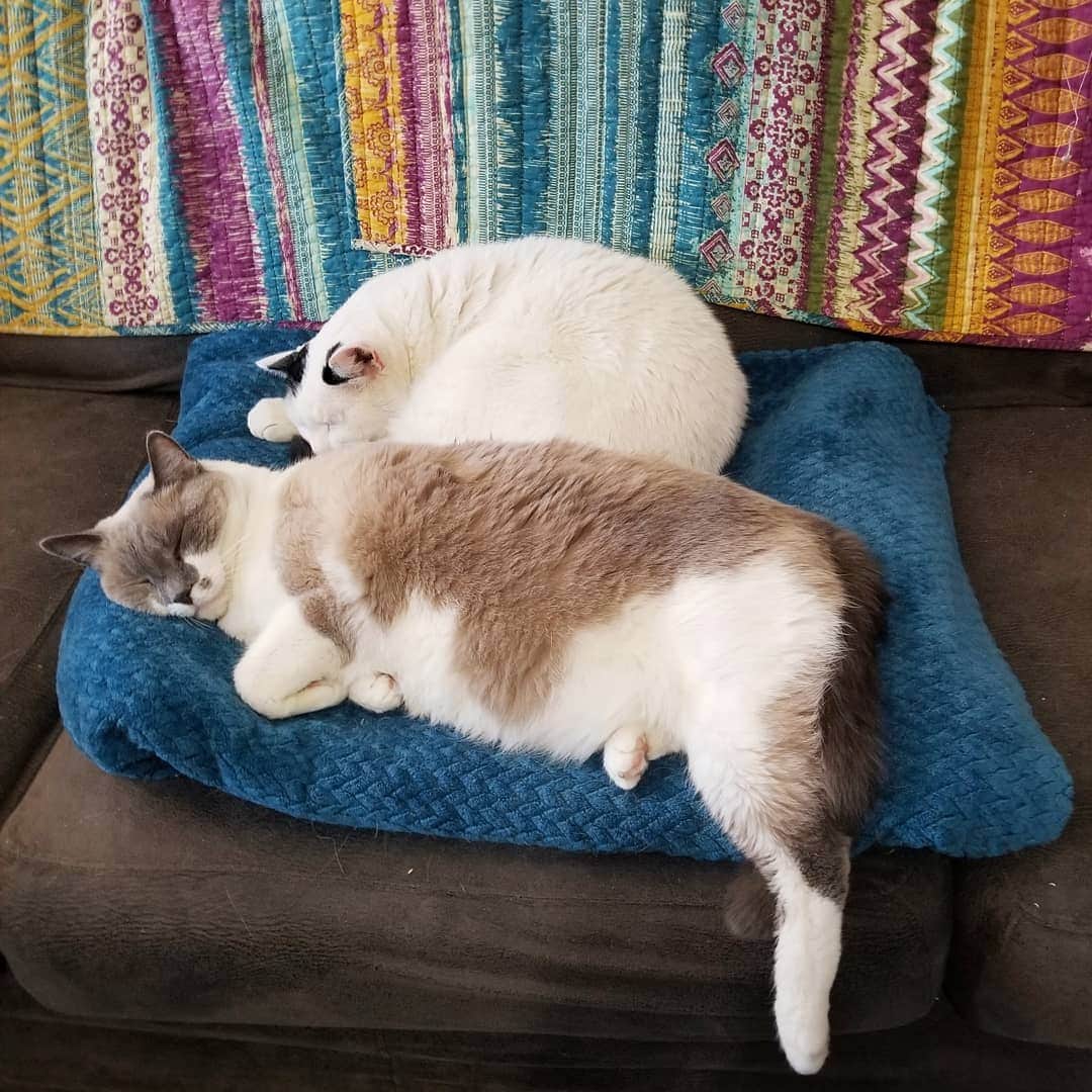 Garyのインスタグラム：「So this is crazy because Margo is ALWAYS the big spoon #gargo」