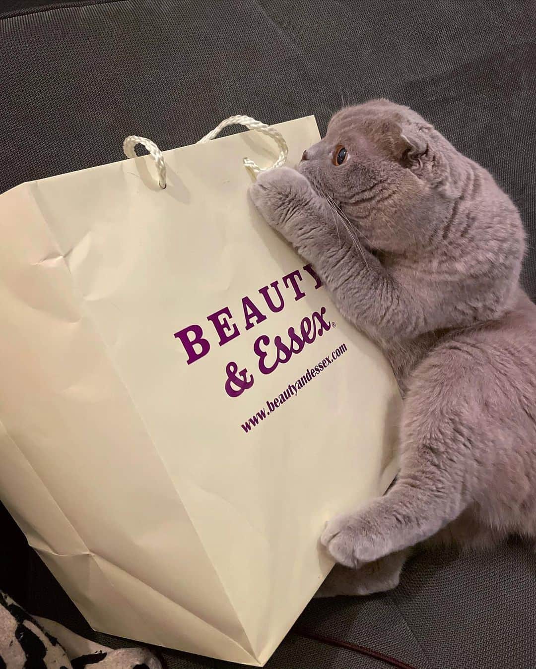 Millaさんのインスタグラム写真 - (MillaInstagram)「My contactless T-Day delivery has arrived 😻🍽😻 Stay SAFE, Stay GRATEFUL & Stay GREATLY FULL! 🤰🏻#MillaTheCat #2ndDinner @beautyessexla」11月27日 12時21分 - millathecat