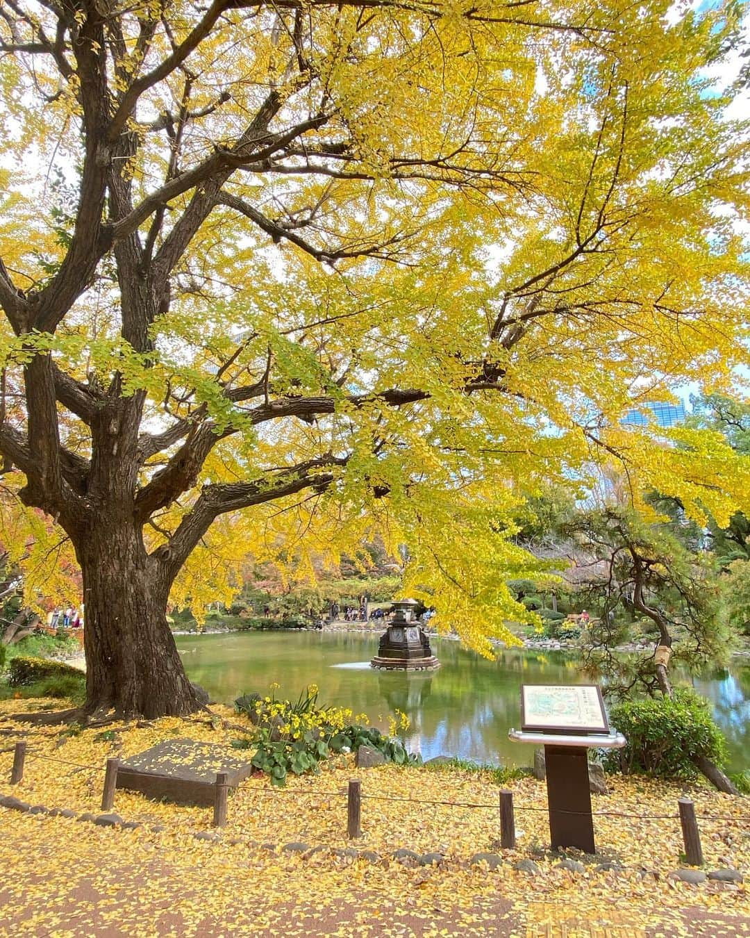 レンナ（RENNA）さんのインスタグラム写真 - (レンナ（RENNA）Instagram)「🍁💛 ギリギリ紅葉狩りできた🥰  #秋 #autumn #autunno #🍁 #🍂」11月27日 12時23分 - renna_tkmr