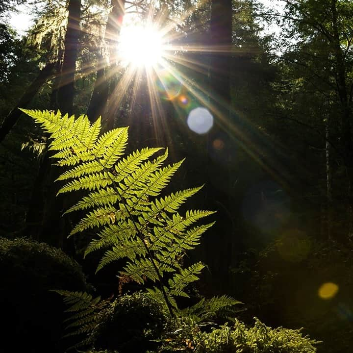 National Geographic Travelさんのインスタグラム写真 - (National Geographic TravelInstagram)「Photo by @daisygilardini / The first warm rays of daylight shine through in the Great Bear Rainforest. This is the largest coastal temperate rainforest in the world and certainly one of the most pristine places I have ever visited. Its territory extends from the central to the north coast of British Columbia, Canada, and covers roughly an area of 32,000 square kilometers (12,355 square miles). The forest is home to grizzly, black, and Kermode bears, among many other species.  Follow me @DaisyGilardini for more images and stories behind the scenes. #conservation #britishcolumbia #canada #greatbearrainforest #sunrise」11月27日 12時35分 - natgeotravel