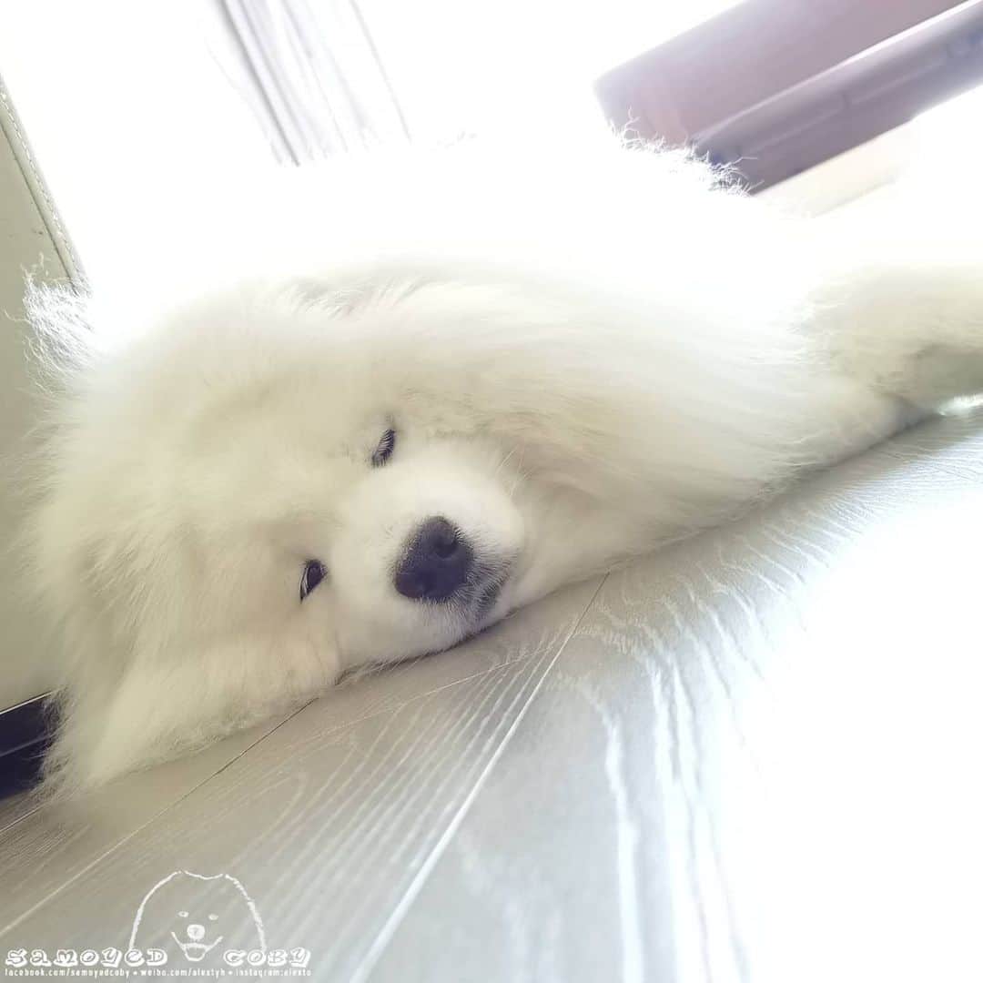 Alex Toのインスタグラム：「😴😴😴 #cute #dog #doglover #dogsofinstagram #dogoftheday #dogofthedayjp #dogstagram #fluffy #hkig #hongkong #ilovemydog #instadog #instagood #instamood #instagraphy #shibainu #samoyedoninstagram #pet #petlovers #petsofinstagram #petstagram #photooftheday #puppy #pupsofinstagram #samoyed #samoyedsofinstagram #webstagram #犬 #サモエド」