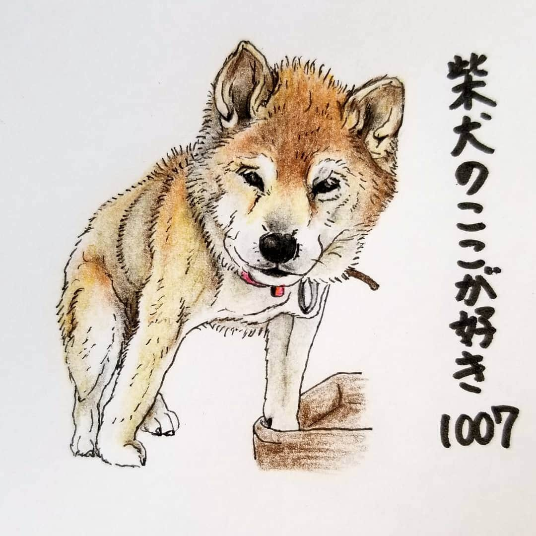 ハナとソラのインスタグラム：「* #ここ柴部  『柴犬のここが好きシリーズ1007』 後ろ足が閉じすぎ… と思ったら前足を大きめに開く。 歳をとってもバランスをとるのが上手なとこ。 * モデルは @mr.tanakakotaro  田中さんとこの小太郎さんです💓 * #柴犬のここが好き #favoritepartsofshibainu #illustration #illustgram #shibastagram #shibainu #colorpencil #柴犬 #イラスト #しばすたぐらむ #いらすとぐらむ #色鉛筆 #銀柴 #シニア犬 #色鉛筆 #柴公園イラスト」