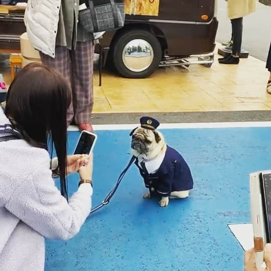 スタペ／スターペットのインスタグラム：「パグの田中太郎くん(★★★)イベントの様子です✨ たくさんの人が行き交う場所で、たくさんの人に囲まれても微動だにしないスターです⭐️ 衣装はこの日のために作っていただきました💓とてもお似合いです😍  岡山県赤磐警察署の「年末年始の交通安全・犯罪抑止対策犬」委嘱式の様子が各種報道で取り上げていただきました✨  見つけてくださった皆様ありがとうございます🙇‍♀️  赤磐市以外の皆様も交通安全にどうかお気をつけて、犯罪にも巻き込まれないよう、コロナ対策で安全にお過ごしください🐶  #田中太郎 #おはよう日本 #朝日新聞 #毎日新聞 #山陽新聞 #パグ #スターペット #ペットモデル募集 #ペットモデル #pug #ぱぐすたぐらむ #スタペグラム」