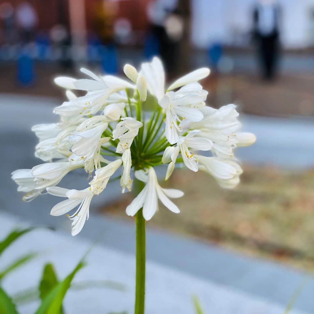 近畿大学総務部広報室さんのインスタグラム写真 - (近畿大学総務部広報室Instagram)「There are some flowers on campus, it’s nice to take a moment and enjoy them.  #kindaiuniversity  #higashiosaka campus #lifewithflowers  #iphone12pro  #近畿大学  #近大 #東大阪キャンパス  #花のある風景」11月27日 14時03分 - kindaiuniversity