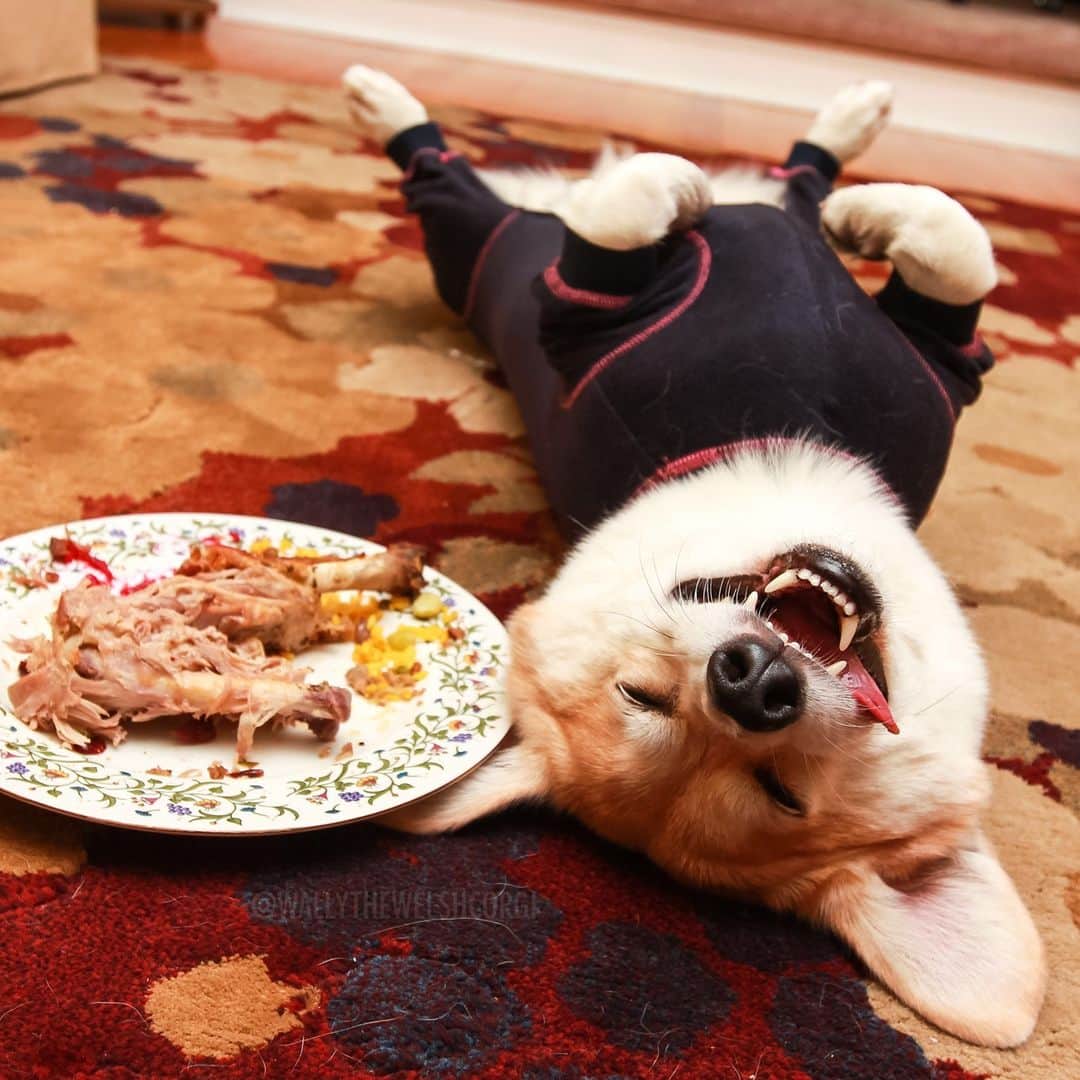DogsOf Instagramのインスタグラム：「"When the tryptophan hits you." - @wallythwelshcorgi  #dogsofinstagram」