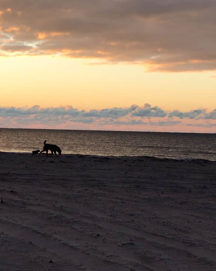 アディクションのインスタグラム：「First time on the beach 🐕　sunrise 🧡 ビーチデビュー、一生懸命追いかけて。もうすぐ6ヶ月！ 日の出☀️」