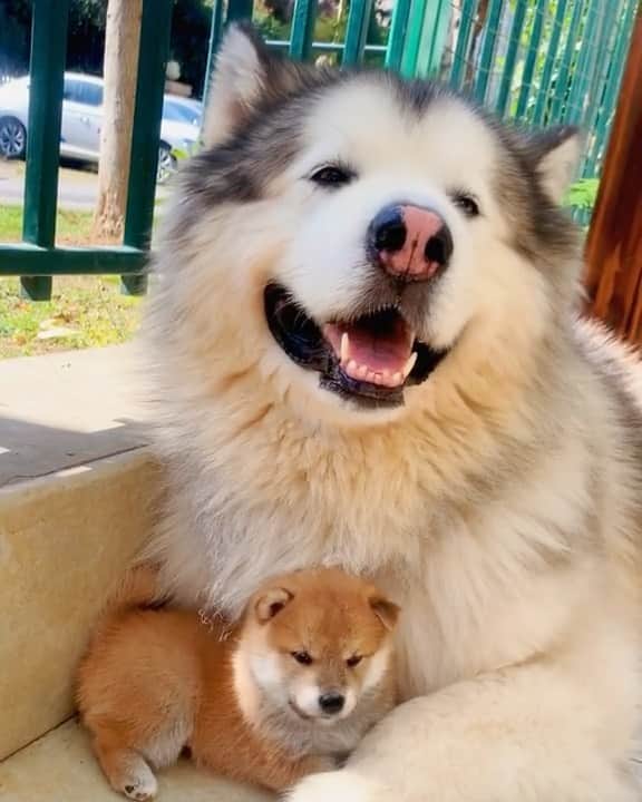husky and malamuteのインスタグラム：「Sunny day.☺️☺️  follow @alaskandaily （Twitter：alaskandaily）for more cute pic and video.😜 ……………………………………………………………… Each video was approved by the original author. But  don't have a Instagram account. We are first one post those video. So watermark credit @alaskandaily ……………………………………………………………… #alaskan#malamute#alaskanmalamute#alaskanhusky#malamutesofinstagram#puppylife#puppylove#puppydog#puppylover#dogdays#malamutepuppy#huskies#huskeypuppy#huskeiesreq#siberian#huskeiesofig#dogslife#dogsofnyc#cutedog#cutedogs#huskeypics#huskeylovers#huskygram#huskeylove#huskiesofinstagram#dogsofnyc#husky#狗」