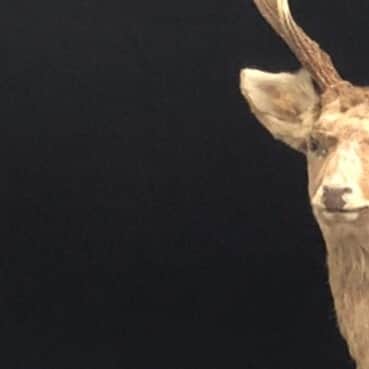 小野大輔のインスタグラム：「こんにちはONODEERだよ🦌  撮影の時、 お花がきれいだったよ💐 どんな仕上がりになるかな🦌  #ニューシングル「ケモノミチ」2021年2月3日発売 #ONODEER #ONOD #🦌」