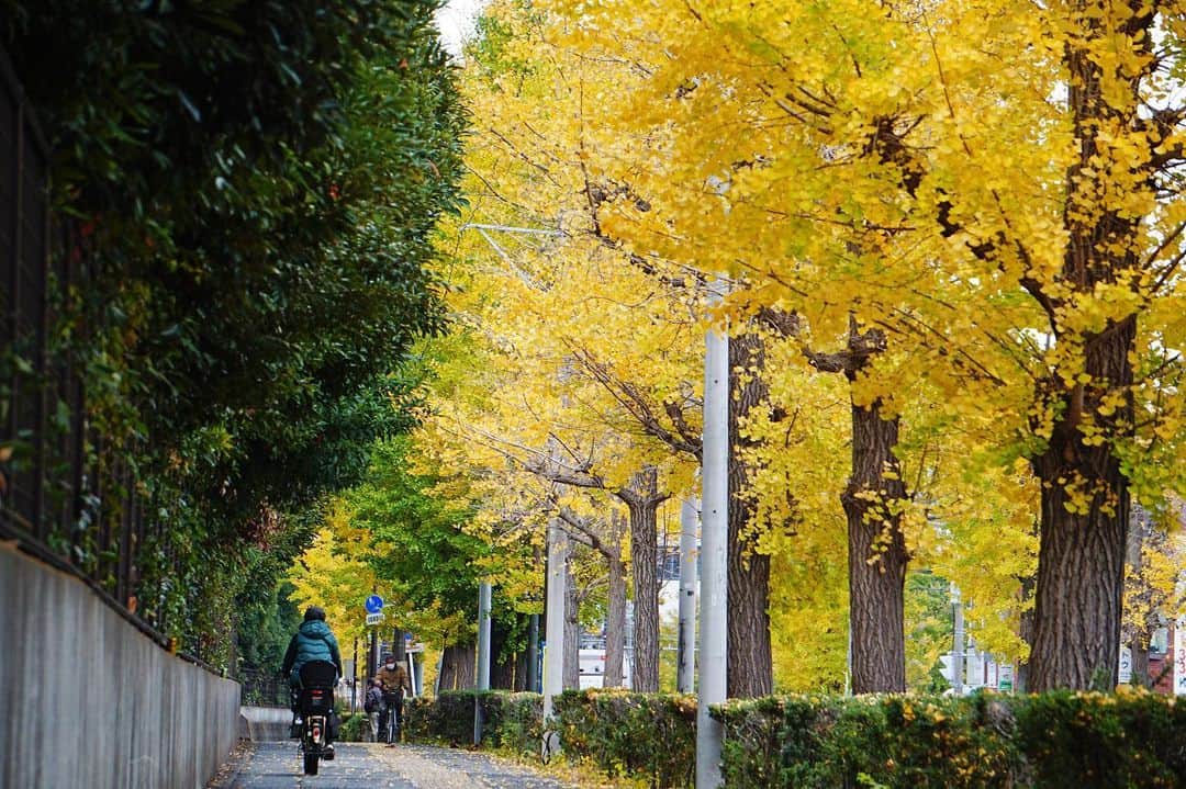 平塚市さんのインスタグラム写真 - (平塚市Instagram)「*​ 平塚郵便局前交差点から、 追分交差点まで続くイチョウ並木通り。 こちらのイチョウはのんびり屋さんなのか まだ青々とした木がチラホラ。 急かさずゆっくりと黄葉を見守りましょう。 *** #手をつなぎたくなる街 #hiratsukagood #hiratsuka#平塚 #kanagawaphotoclub #イチョウ#いちょう #銀杏#イチョウの木 #黄葉#秋#秋色 #紅葉#紅葉🍁 #autumnleaves #並木道#お写んぽ #週末の過ごし方 #日々#暮らし #instagramjapan#igersjp」11月27日 15時18分 - hiratsukagood