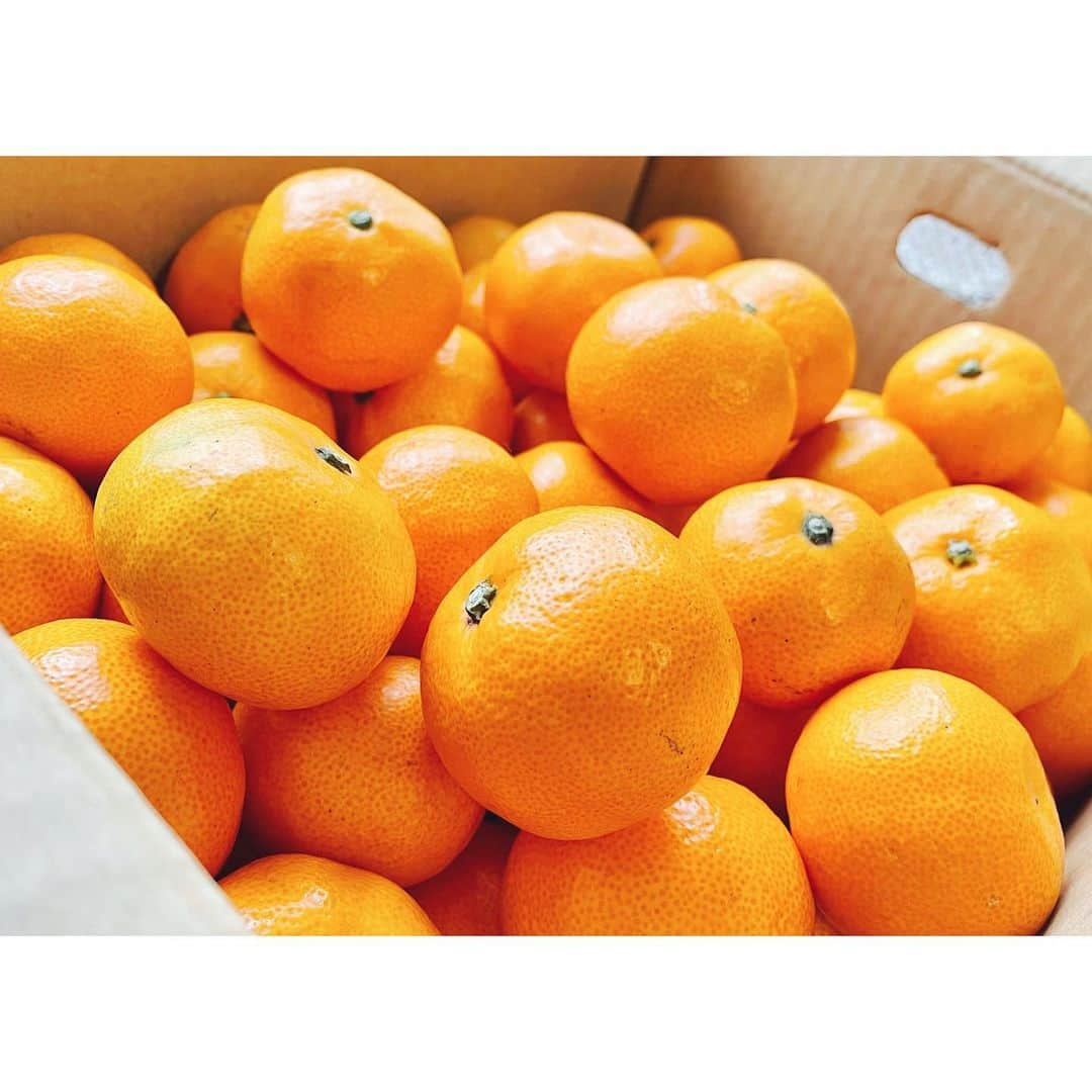 加藤侑紀さんのインスタグラム写真 - (加藤侑紀Instagram)「和歌山縣の大箱蜜柑🍊橘子歡迎你們喔～🙋🏻‍♀️💛 不用客氣的蜜柑吃到飽，應該要來買個暖桌對不對？🤔 ・ 和歌山の箱みかん🍊届いたー！☺️💛 遠慮なくパクパク食べれる。コタツ買おうかな？🤔 ・ ・ #和歌山みかん #和歌山縣 #蜜柑 #箱みかん #みかん食べ放題 #日本水果 #こたつみかん #暖桌 #炬燵 #農家直送  #有田みかん #農家さんを応援  #wakayamajapan #japaneseorange」11月27日 15時25分 - youki_katoo