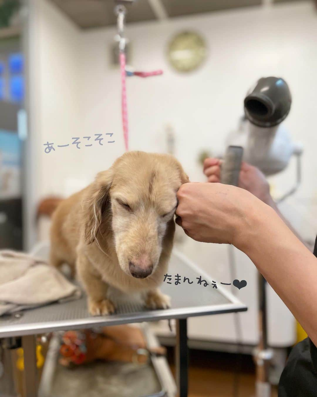 チズのインスタグラム：「ナルシーマロの🐶完成💖 グリーンドック✂️さん で男前にしてもらいましたぁ😍 スタッフさん優しくて 大好きみたい💕 お世話になりました🙏  #greendogsquare  #グリーンドックスクエア  #グルーミングサロン  #新在家#サザンモール六甲  #元気ハツラツ 💪 #お転婆爺さん 🐶✨ #ナルシスト歴14年  #Mダックス#ダックス#ミニチュアダックス #親父犬#シニア犬#ミニチュアダックスフンド #ミニチュアダックスクリーム#短足部 #短足犬#カニンヘンダックス #ダックス14歳#カニンヘンダックスフンド#犬は家族#犬のいる生活#インスタでわんこみるのが日課 ♡♡」