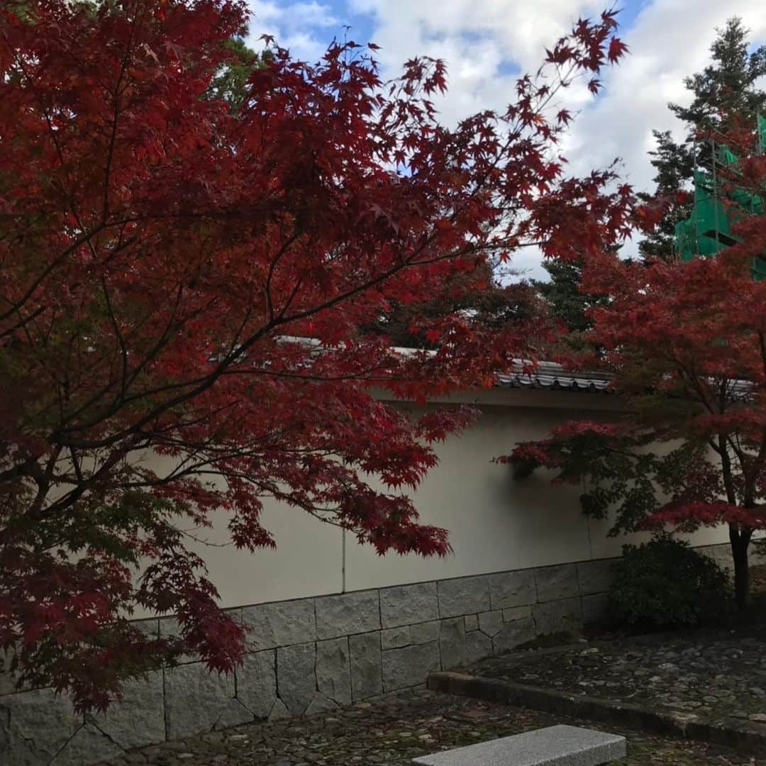 坂下千里子さんのインスタグラム写真 - (坂下千里子Instagram)「京都の秋 . 帰省もずっと出来ていないので、写真だけ送ってもらいました♡秋の京都は、私が1番好きな季節。 早く普通に帰れる日が来ますように… #京都#紅葉#たまたまの虹#帰りたい #今は我慢」11月27日 15時56分 - chiriko_sakashita_official