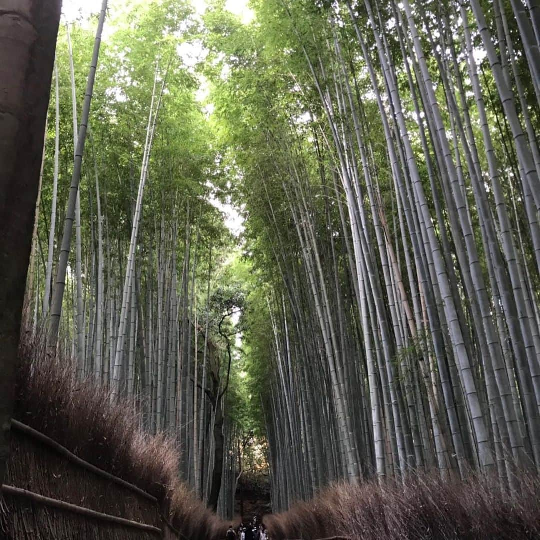 坂下千里子さんのインスタグラム写真 - (坂下千里子Instagram)「京都の秋 . 帰省もずっと出来ていないので、写真だけ送ってもらいました♡秋の京都は、私が1番好きな季節。 早く普通に帰れる日が来ますように… #京都#紅葉#たまたまの虹#帰りたい #今は我慢」11月27日 15時56分 - chiriko_sakashita_official