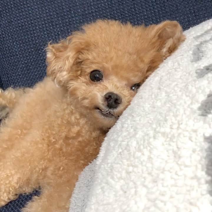 ふわのインスタグラム：「いつも応援ありがとうございます☺︎  #toypoodle#toypoodlegram#dogsofinstagram#instadog#doglover#doglife#dog#fuwamama#ふわもこのふわ#ふわ#トイプードル#ふわもこ部#犬バカ部#親バカ部#いぬすたぐらむ#犬のいる暮らし#今日のふわ#まんまるおめめ部」