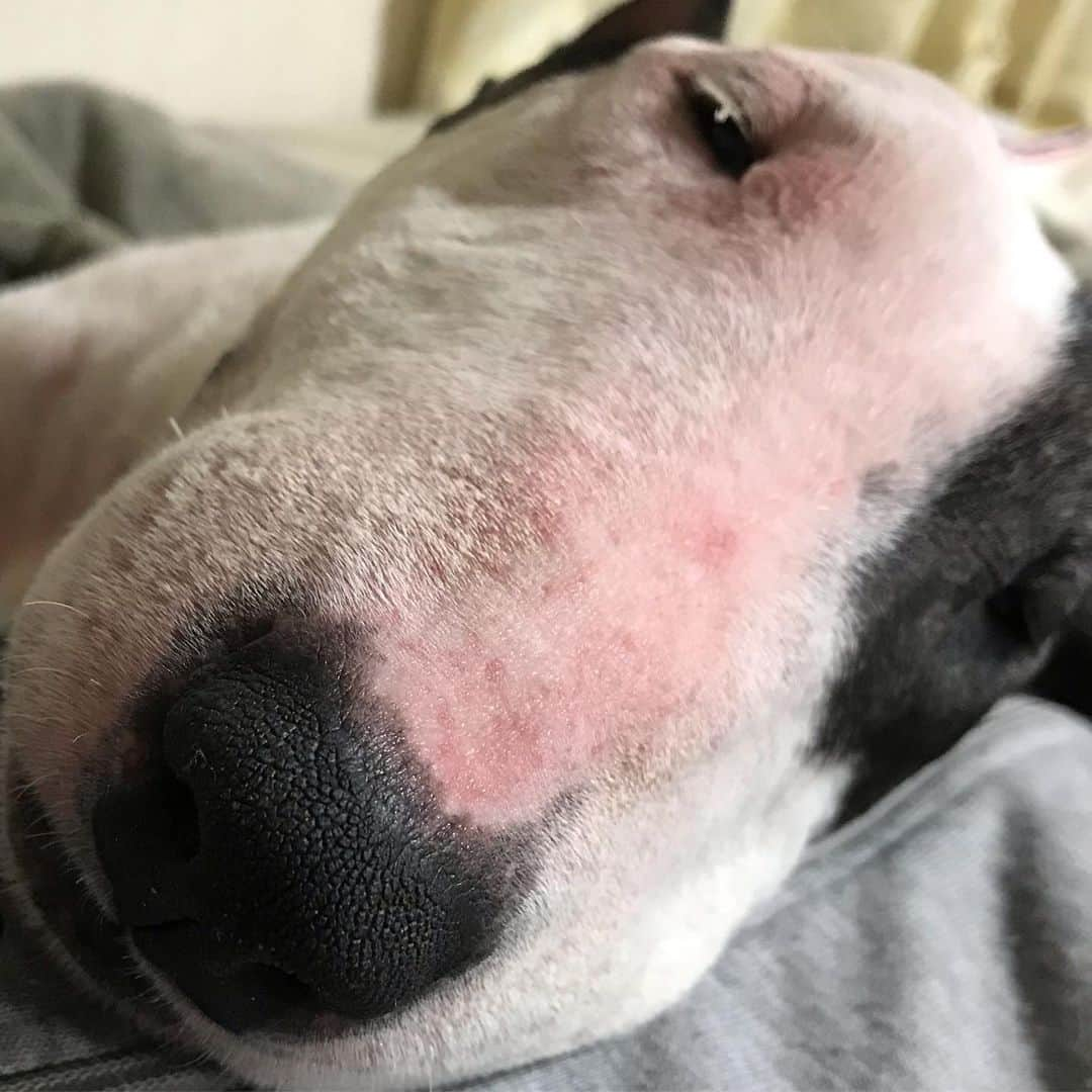 Q太郎さんのインスタグラム写真 - (Q太郎Instagram)「#minituru#bull#terrier#minibullterrier#miniturubullterrier#dog#dogstagram#cute#qtaro#love#family#ミニチュア#ブルテリア#ミニチュアブルテリア#Q太郎」11月27日 16時17分 - qtaro.jun