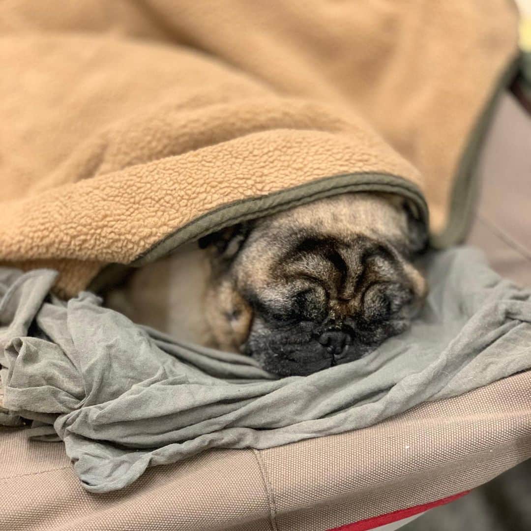 gontaのインスタグラム：「It was a two-month regular inspection.  It hasn't gotten worse since then.👨‍⚕️😘 #keelyafternoontea #Gonta2#speakpug #smilingpugs #pugjapn #pug #love #pugsofinstagram #zerozeropug #pugshit #worldofpug」