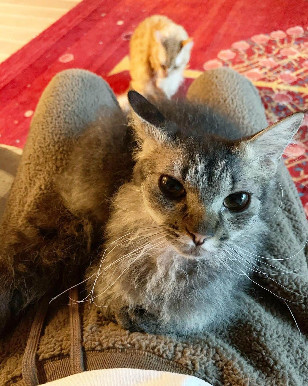 住吉美紀さんのインスタグラム写真 - (住吉美紀Instagram)「#冬便り #膝上獲得競争  #ネコ #cat #catsofinstagram」11月27日 16時37分 - miki_sumiyoshi