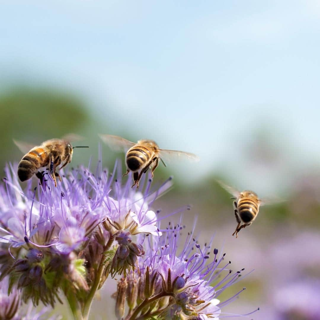 Melvita Officialさんのインスタグラム写真 - (Melvita OfficialInstagram)「Melvita, une histoire d’abeilles et d’Hommes 🐝  Les abeilles ont un rôle essentiel dans la préservation de la biodiversité. 🌿 C’est pourquoi depuis toujours nous veillons à les protéger à travers 4 programmes de mécénat en :  🐝 Favorisant l’accompagnement professionnel de personnes en difficulté avec le Réseau Cocagne  🐝 Partageant un savoir-faire avec l’association de salariés « Le Rucher du Cade »  🐝 Sensibilisant pour la sauvegarde de l’abeille et la promotion de l’apiculture avec Les Abeilles du Palais des Papes.  🐝 Encourageant l'installation des femmes dans l'agriculture en France avec les Cultiv'Actrices  #melvita #cosmetique #bio #engage #organic #protection #abeille #bee #mecenat #engagement #agriculture #solidaire」11月27日 17時00分 - melvitaofficial